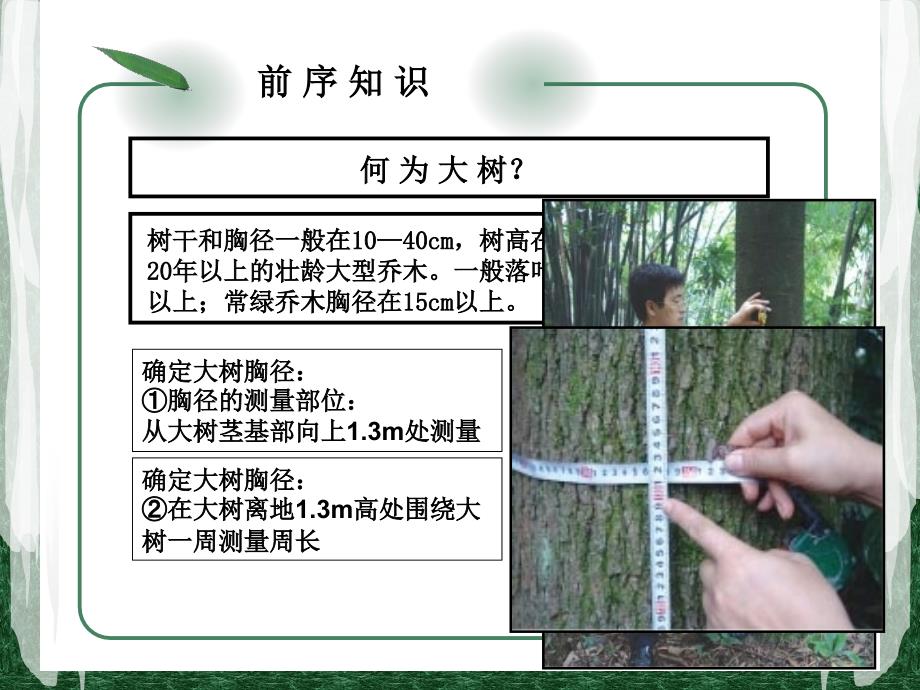绿化工培训大树移植及养护.ppt_第3页