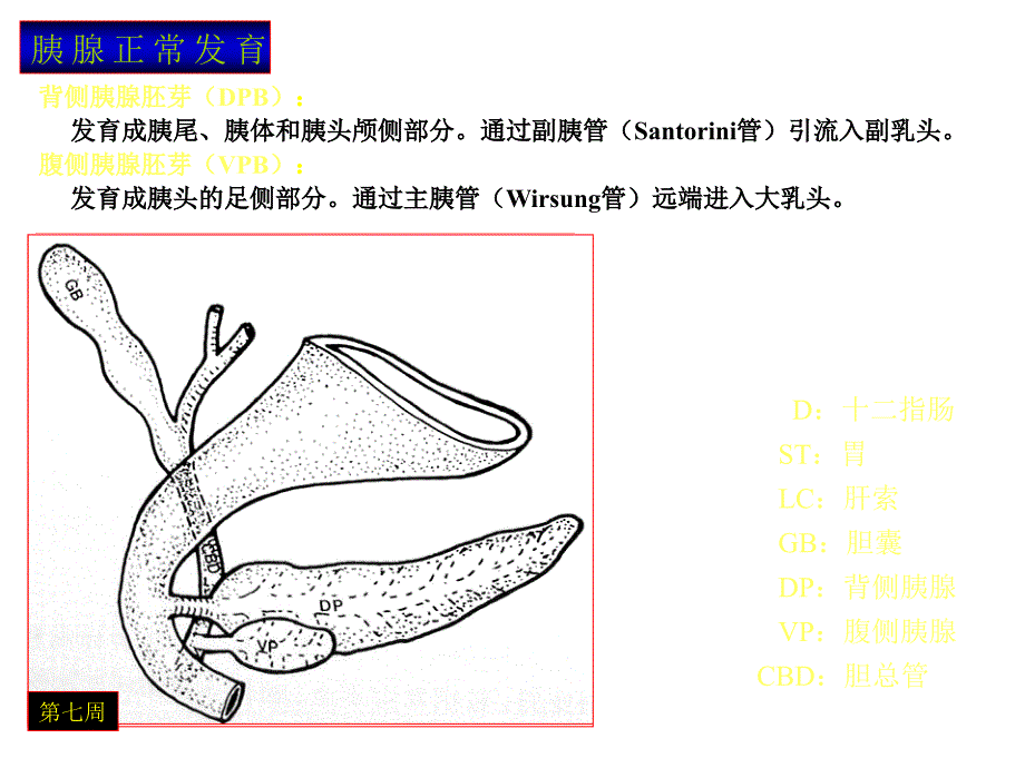 胰腺解剖变异与相关疾病.ppt_第3页