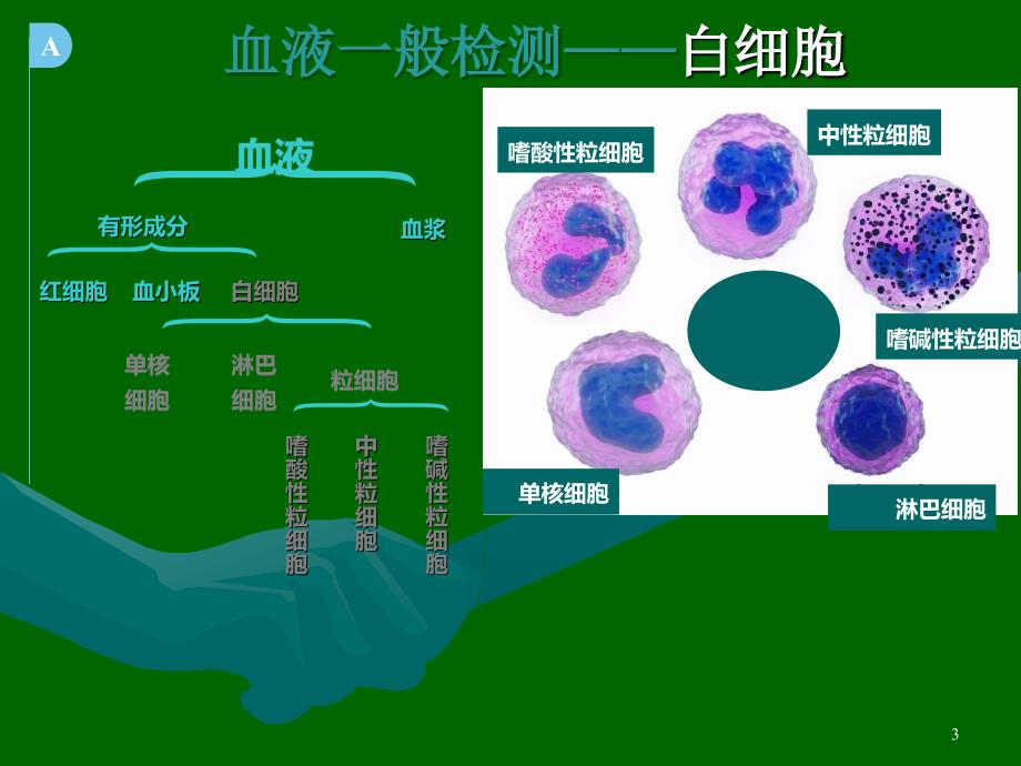 血常规化验单的解读.ppt_第3页