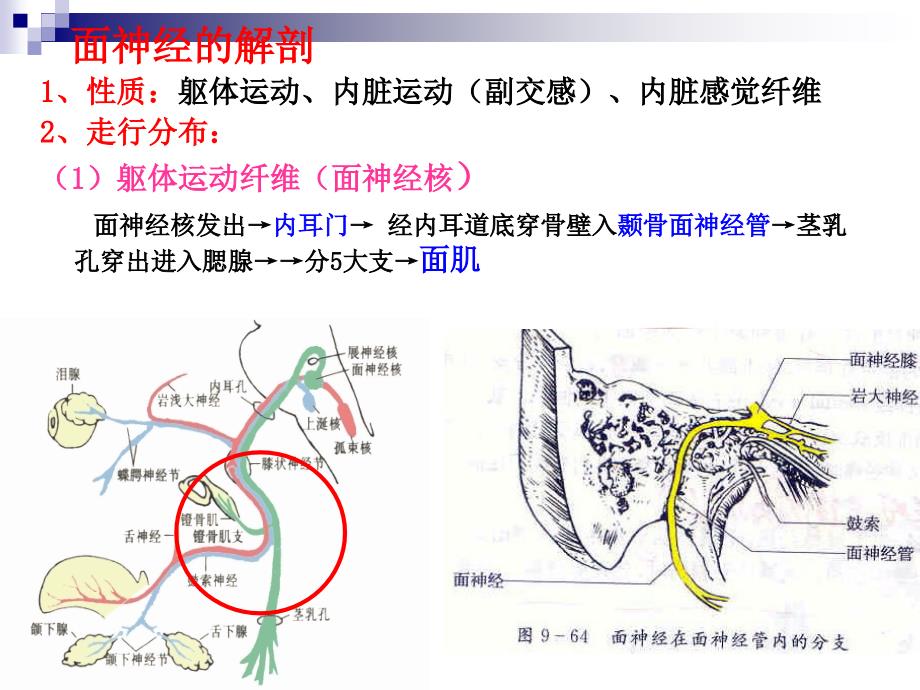 面神经炎的康复.ppt_第3页