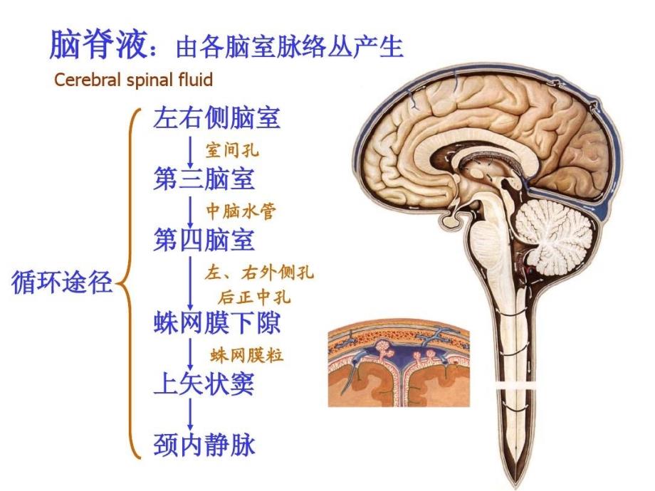 腰椎穿刺ppt课件.pptx_第3页