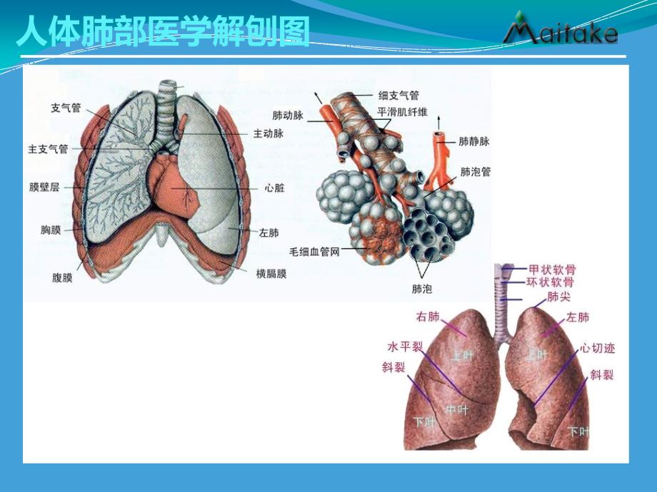肺癌基础知识科普PPT课件.ppt_第2页
