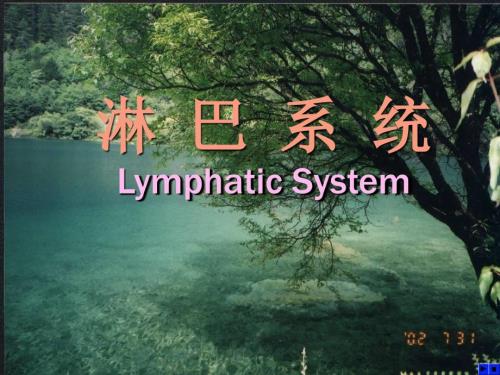 系统解剖学11淋巴系统课件.ppt