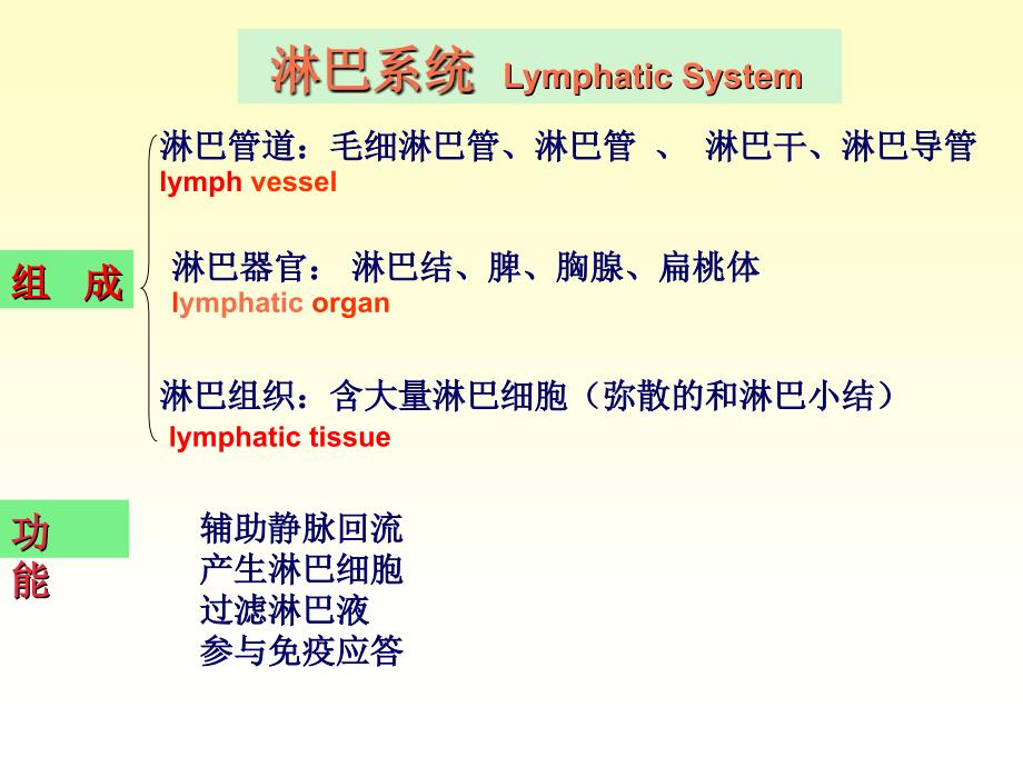 系统解剖学11淋巴系统课件.ppt_第2页