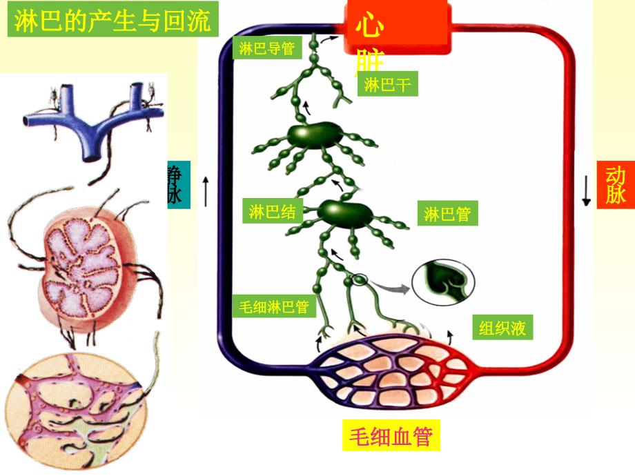 系统解剖学11淋巴系统课件.ppt_第3页
