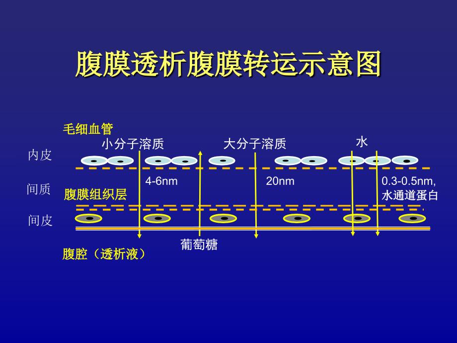 腹膜平衡试验PPT课件.ppt_第2页