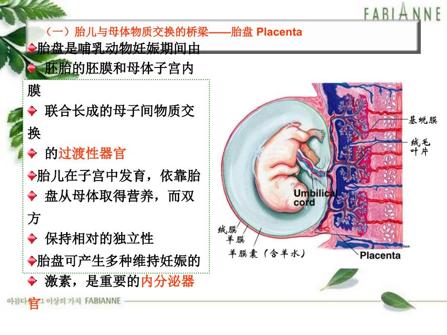 胎儿血液循环PPT课件.ppt_第3页