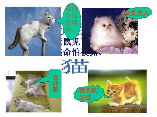 老舍猫课件.ppt