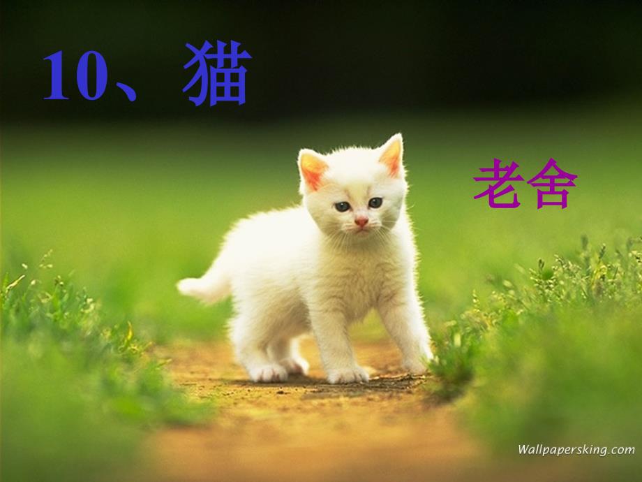 老舍猫课件.ppt_第2页