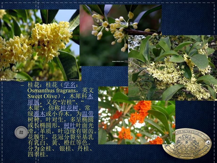 季开花植物PPT课件.ppt_第2页