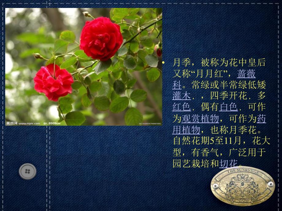 季开花植物PPT课件.ppt_第3页
