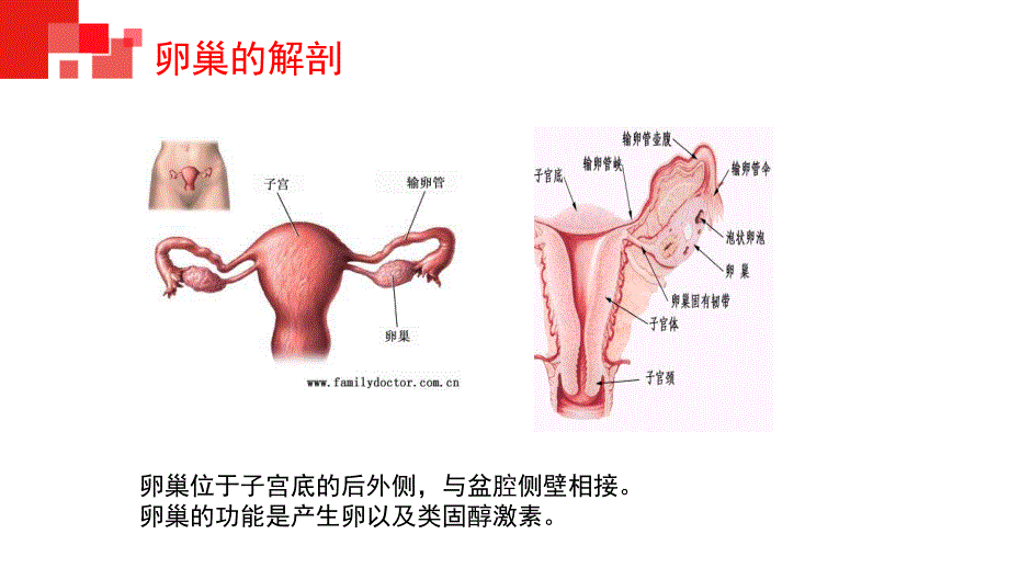 腹腔镜下卵巢囊肿剥除术配合.ppt_第3页