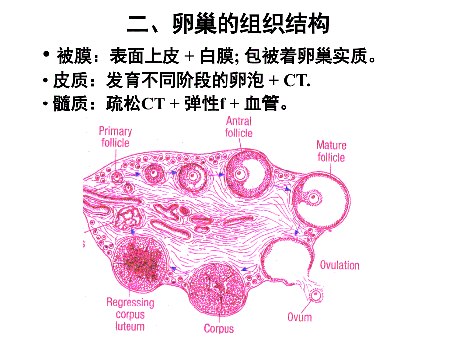 第二章卵子发生课件.ppt_第3页