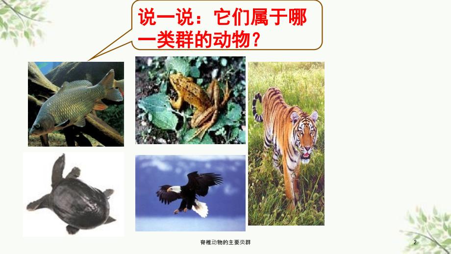 脊椎动物的主要类群课件.ppt_第1页