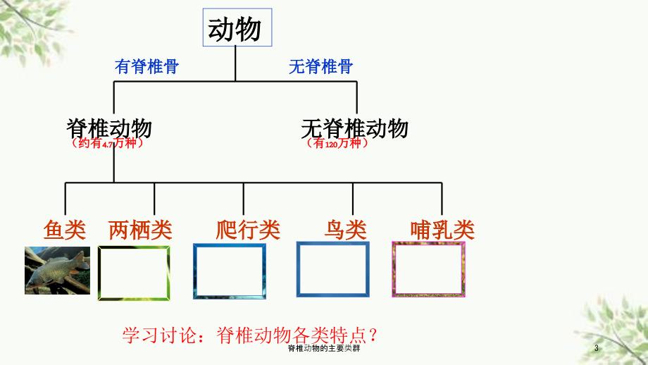 脊椎动物的主要类群课件.ppt_第2页