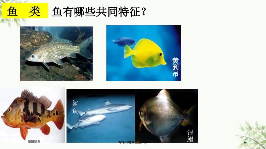 脊椎动物的主要类群课件.ppt_第3页