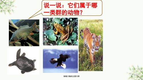 脊椎动物的主要类群课件.ppt