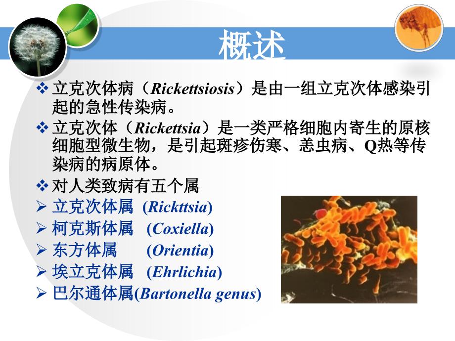 立克次体病.ppt_第2页