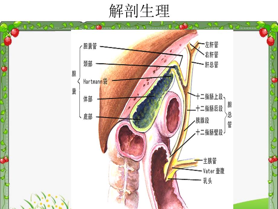 胆总管结石ppt课件.ppt_第2页