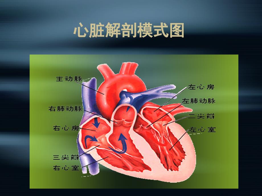 风湿性心脏瓣膜病PPT课件.ppt_第2页