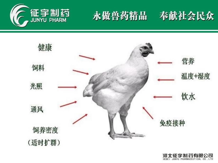 肉鸡的饲养管理PPT课件.ppt_第2页