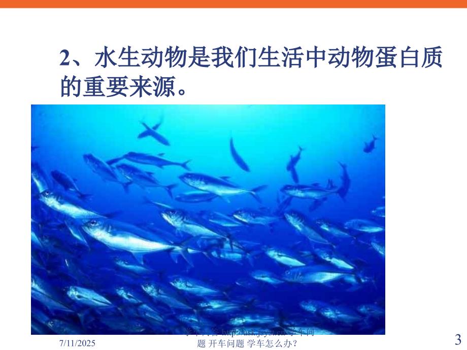 青少年学生环保主题班会野生动物的保护PPT课件.ppt_第3页