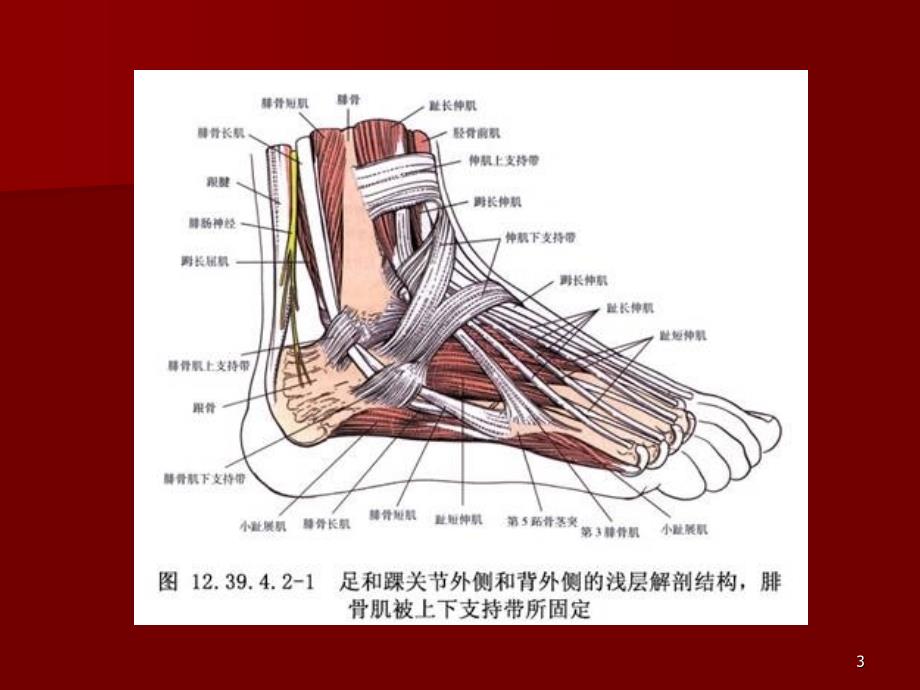腓骨长短肌腱滑脱PPT演示课件.ppt_第3页