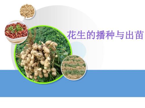 花生的播种与出苗PPT课件.ppt