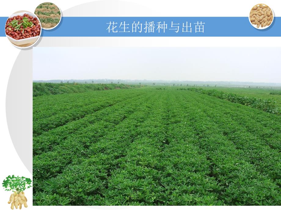 花生的播种与出苗PPT课件.ppt_第2页