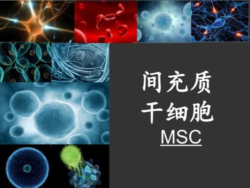 间充质干细胞PPT课件.ppt