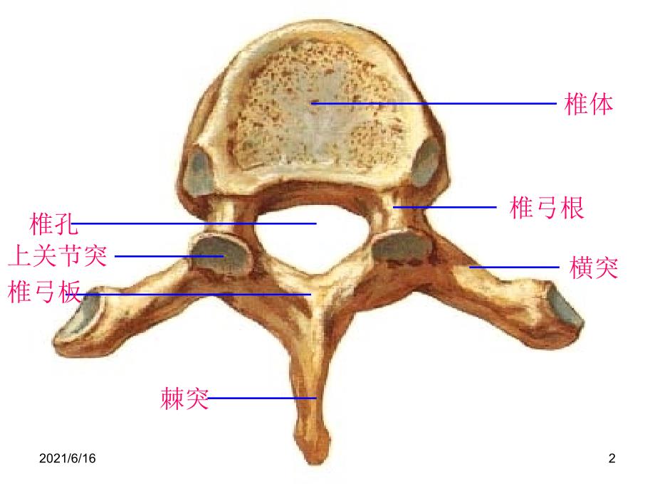 系统解剖学实物标本考试复习.ppt_第2页