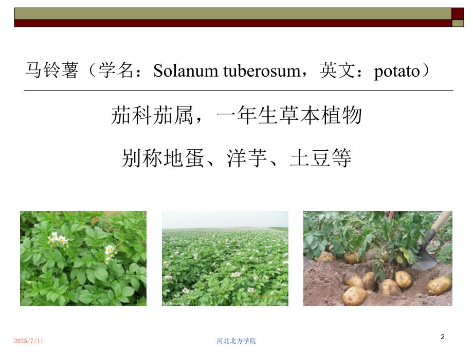 马铃薯产业化报告PPT课件.ppt_第2页