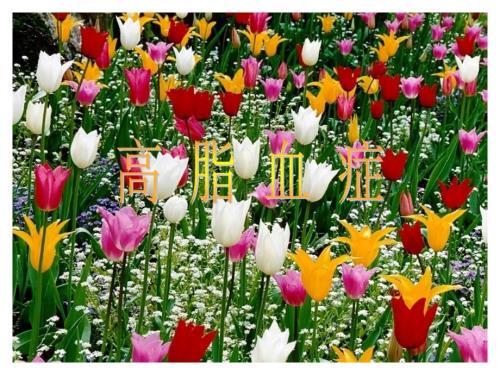 高脂血症PPT课件.ppt