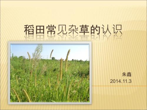 稻田的常见杂草PPT课件.ppt