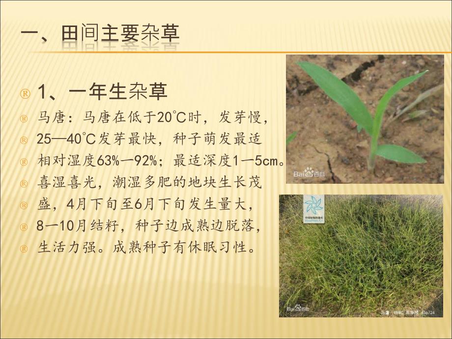 稻田的常见杂草PPT课件.ppt_第3页