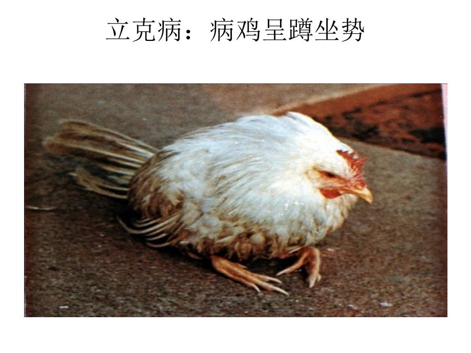 禽病诊断图谱PPT课件.ppt_第3页