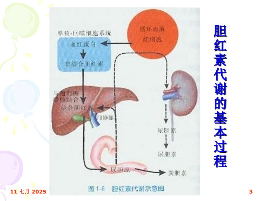 黄疸的鉴别诊断PPT课件.ppt_第3页