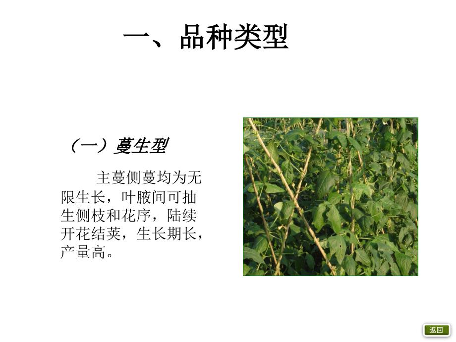豇豆栽培技术PPT课件.ppt_第3页