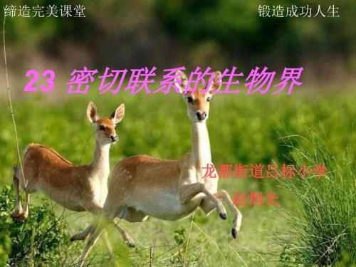 青岛版科学六上密切联系的生物界PPT课件6.ppt