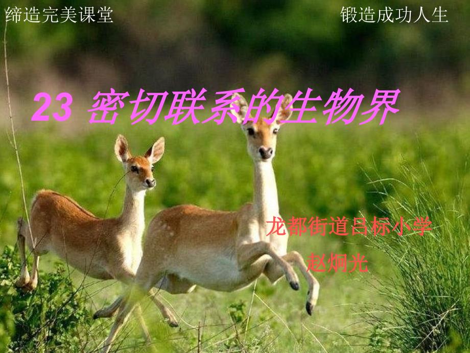 青岛版科学六上密切联系的生物界PPT课件6.ppt_第1页