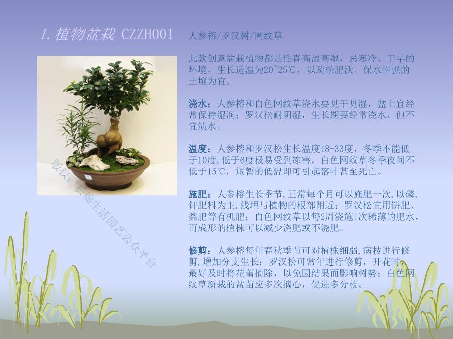 自制创意植物盆栽.ppt_第3页