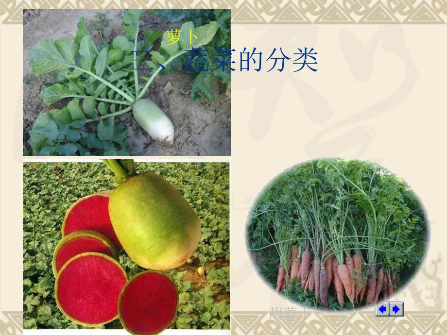 蔬菜分类PPT课件.ppt_第3页