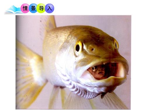食物链和食物网PPT课件.ppt