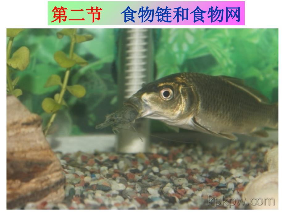 食物链和食物网PPT课件.ppt_第2页
