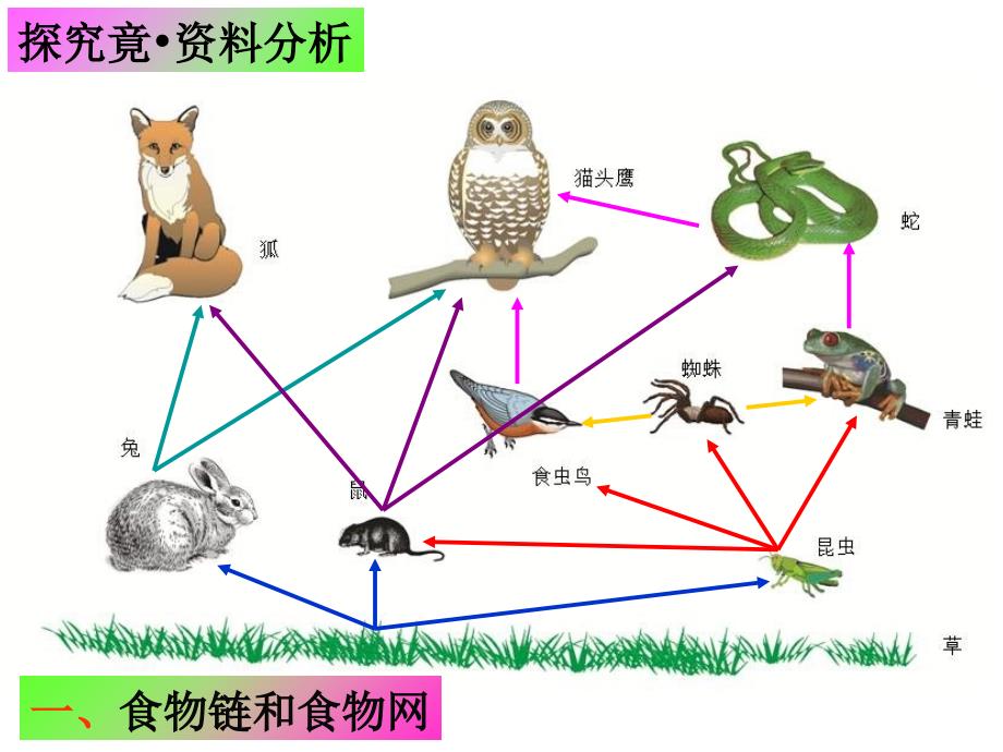 食物链和食物网PPT课件.ppt_第3页