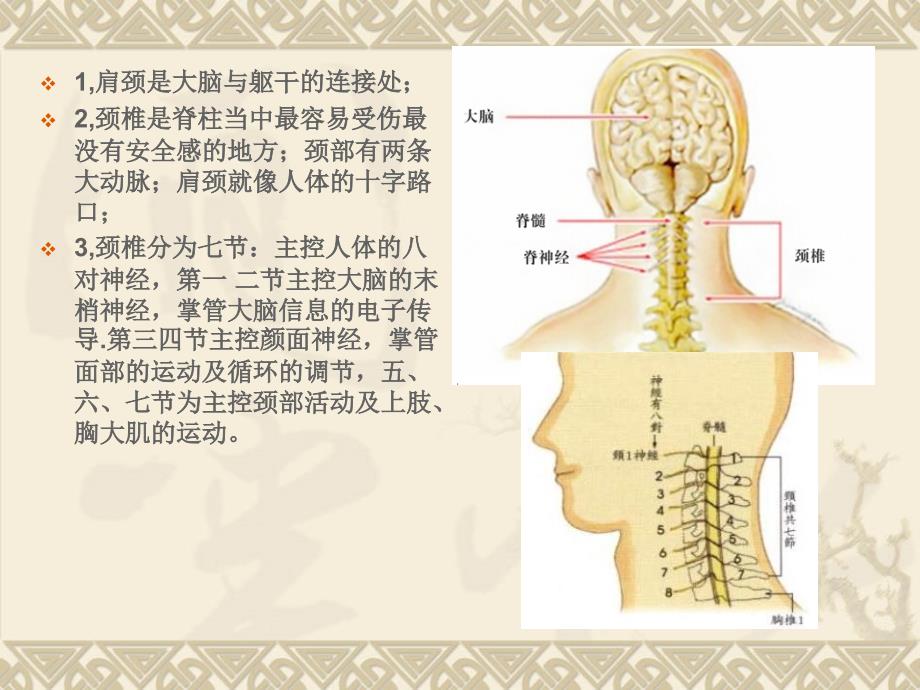 肩颈专业知识PPT课件.ppt_第3页