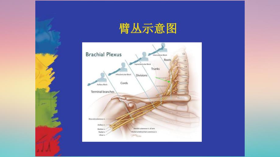 超声引导下的臂丛神经阻滞ppt课件.pptx_第3页