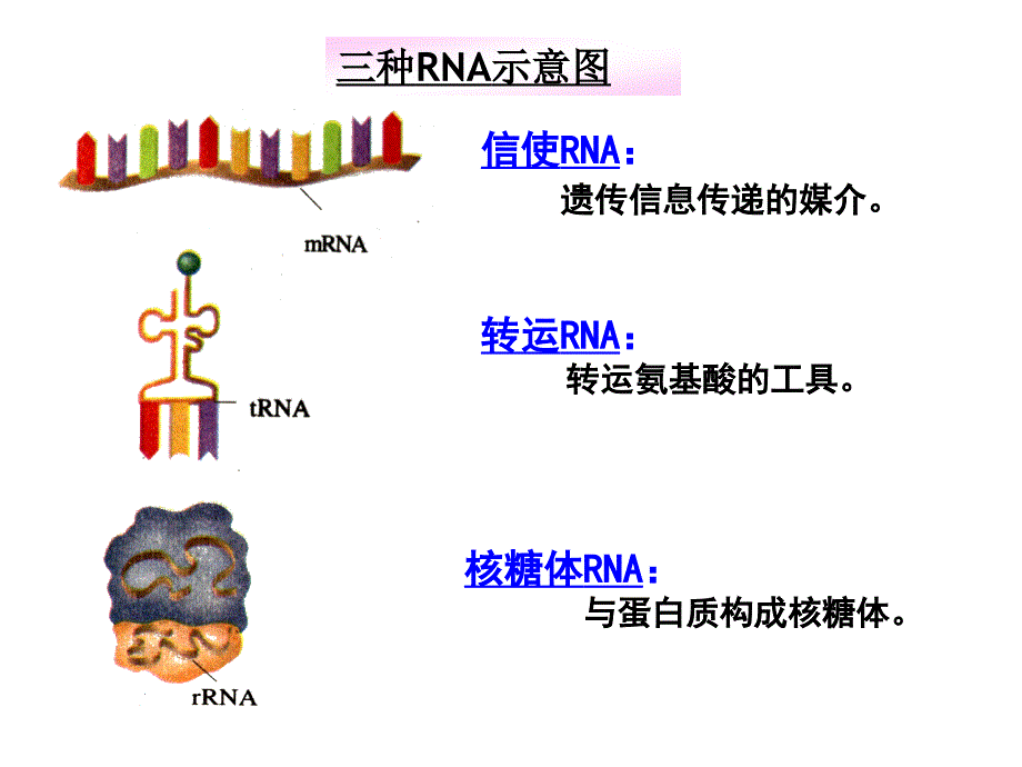 种RNA示意PPT课件.ppt_第1页