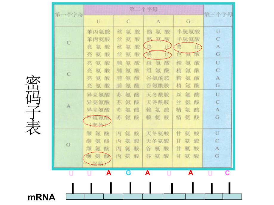 种RNA示意PPT课件.ppt_第2页