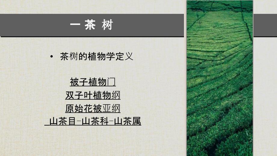 茶叶的基础知识.ppt_第2页